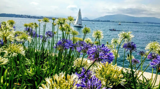 Colorful purple and white flowers in the foreground with a calm sea, sailboats, and distant mountains in the background evoking serenity and the quiet strength of slowing down to redefine productivity.