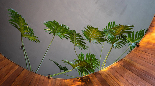 Indoor plants with large green leaves growing through a circular wooden floor cutout with warm lighting against a grey wall.
