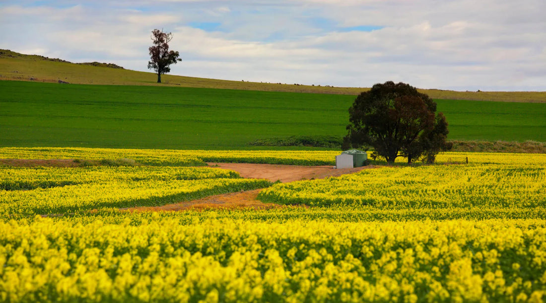 Vibrant yellow canola fields under a bright spring sky in Australia, symbolising renewal, fresh energy, and the spirit of a seasonal wellness reset.
