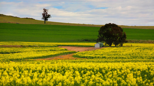 Vibrant yellow canola fields under a bright spring sky in Australia, symbolising renewal, fresh energy, and the spirit of a seasonal wellness reset.