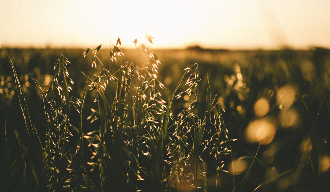 Nourish Your Mind and Body: Simple Practices for Everyday Harmony